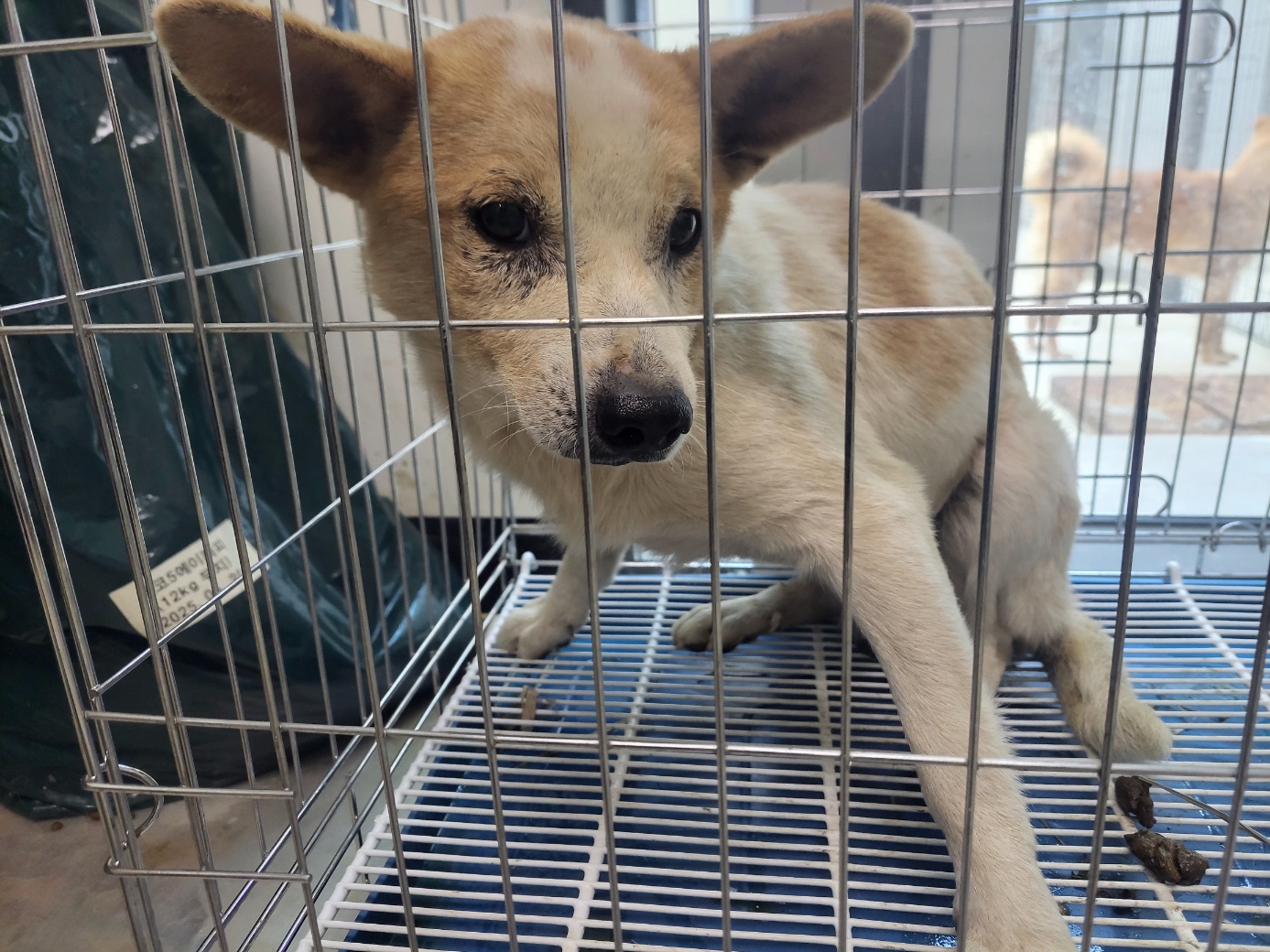 보호중 믹스견의 가…