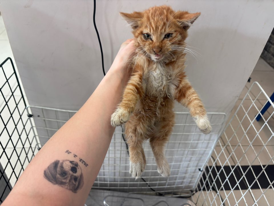 가정동물병원_428356202501541