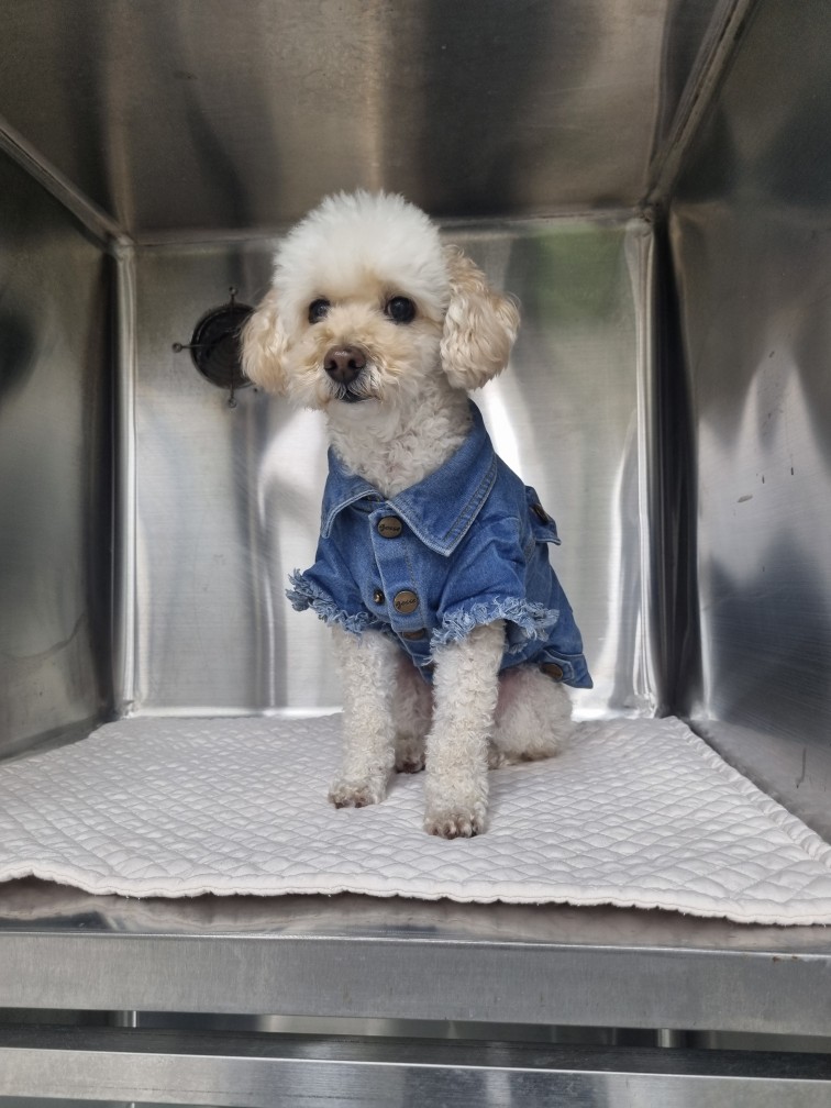 보호중 푸들의 가족…