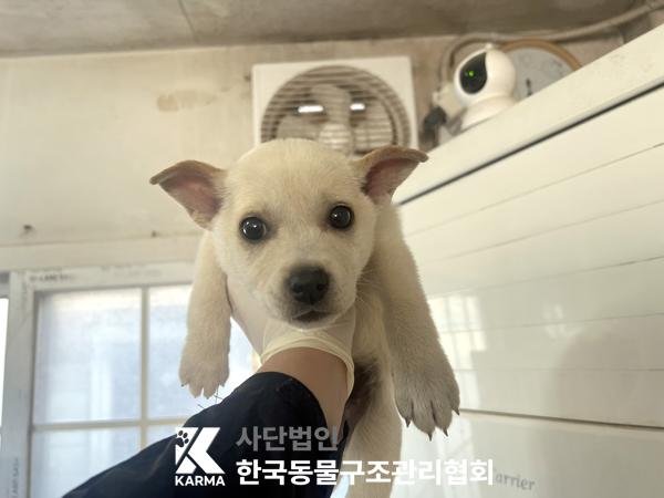 종료(안락사) 믹스…