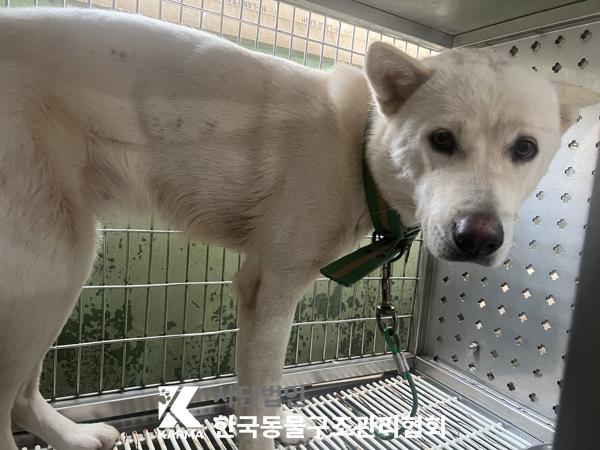 종료(반환) 믹스견…