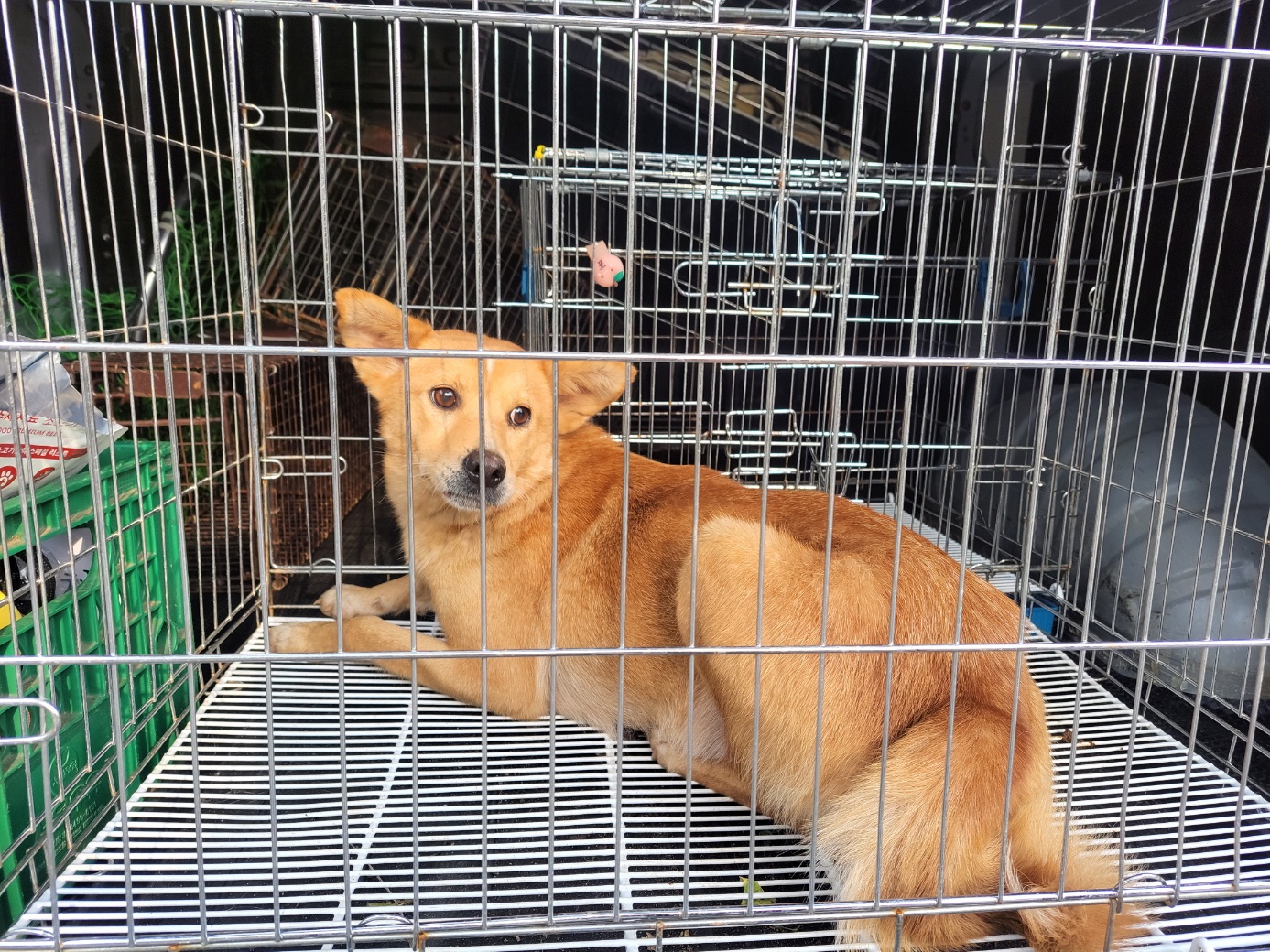 보호중 믹스견의 가…