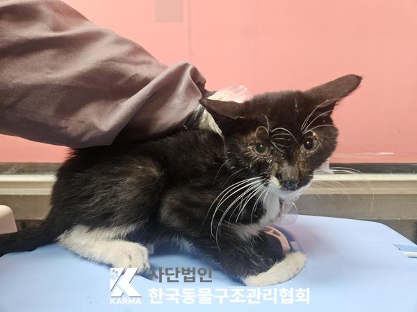 한국동물구조관리협회_441409202501540