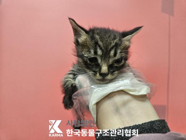 한국동물구조관리협회_411315202500576