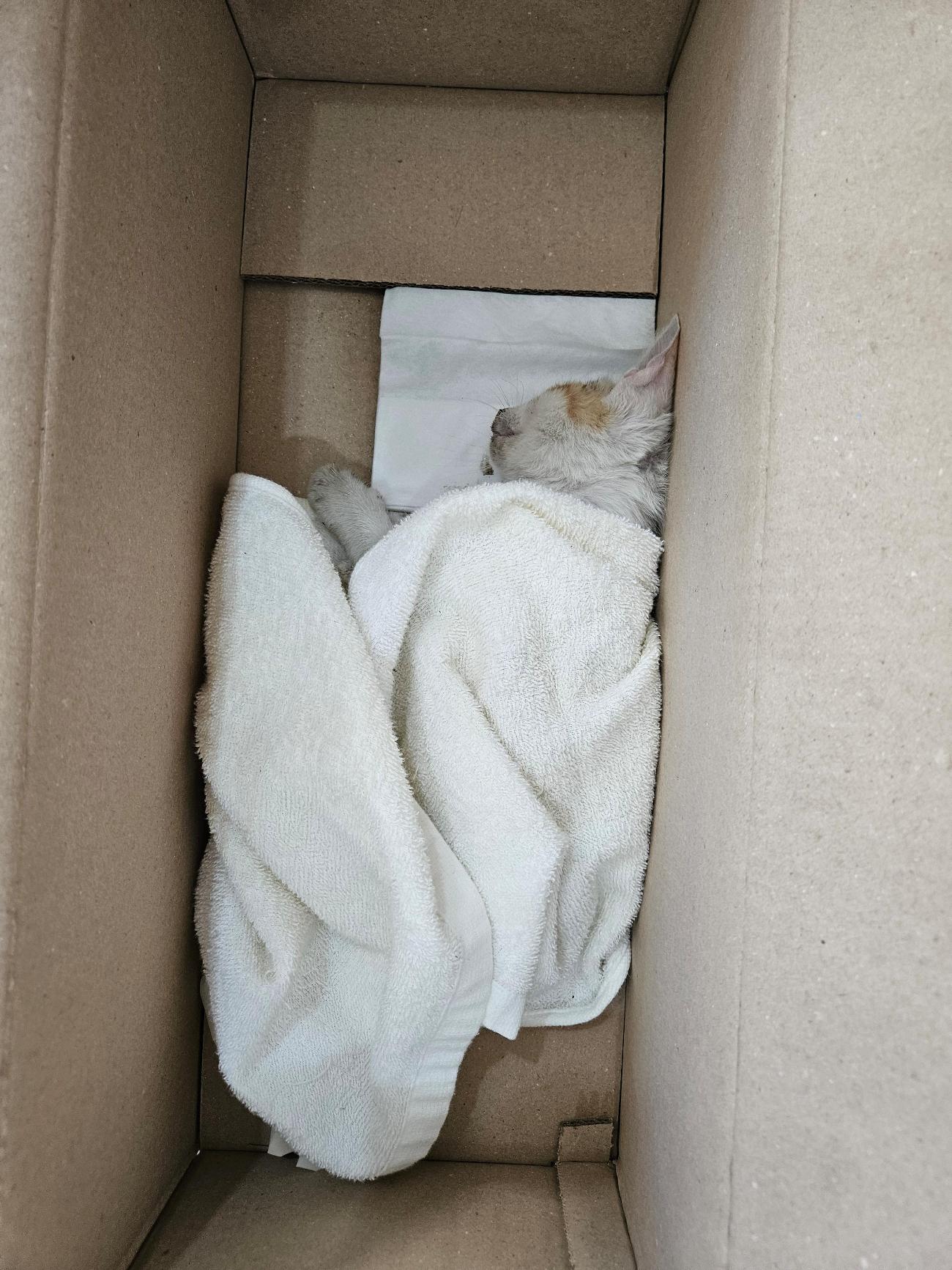 제니스동물병원_427346202501204