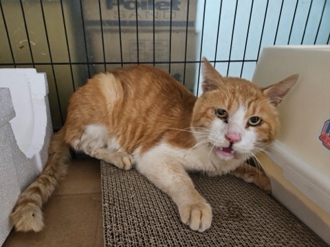 보령길고양이보호협회_444451202501035