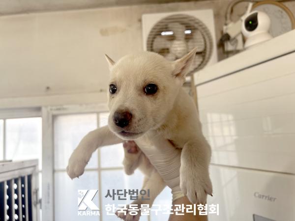 종료(안락사) 믹스…