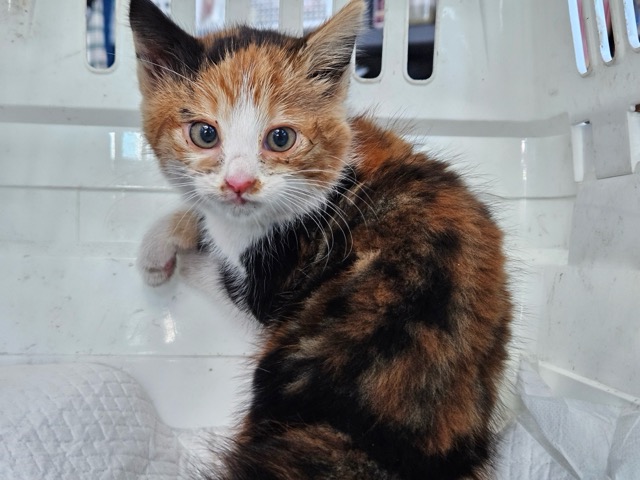 보호중 한국 고양이…