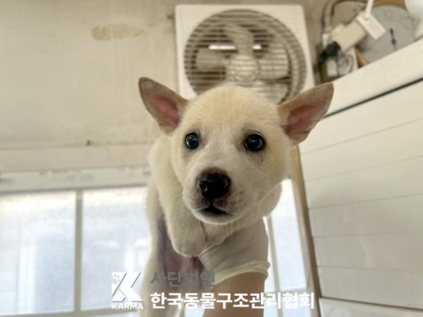 한국동물구조관리협회_441409202501536