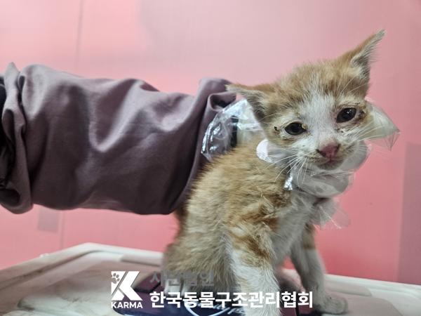 종료(입양) 한국 …