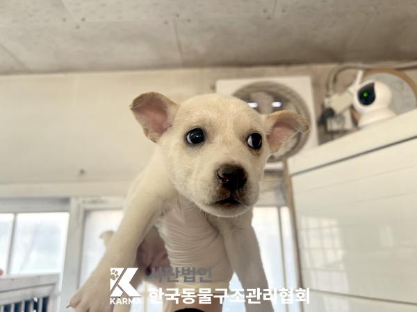 한국동물구조관리협회_441409202501535