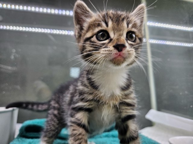 종료(자연사) 한국…