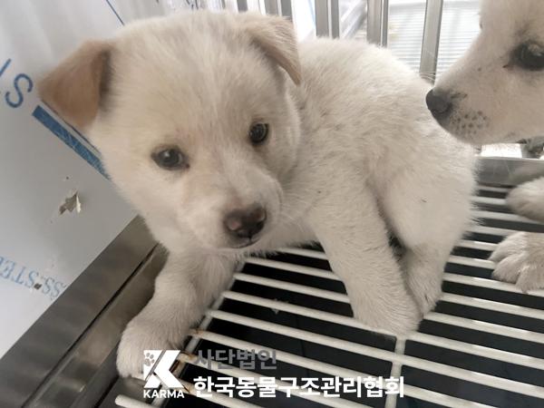 한국동물구조관리협회_441409202501531