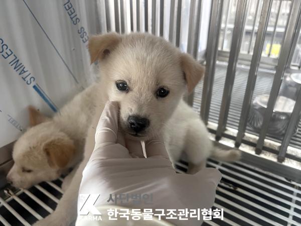 한국동물구조관리협회_441409202501532