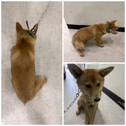 보호중 믹스견의 가…