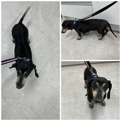 보호중 스탠다드 닥…