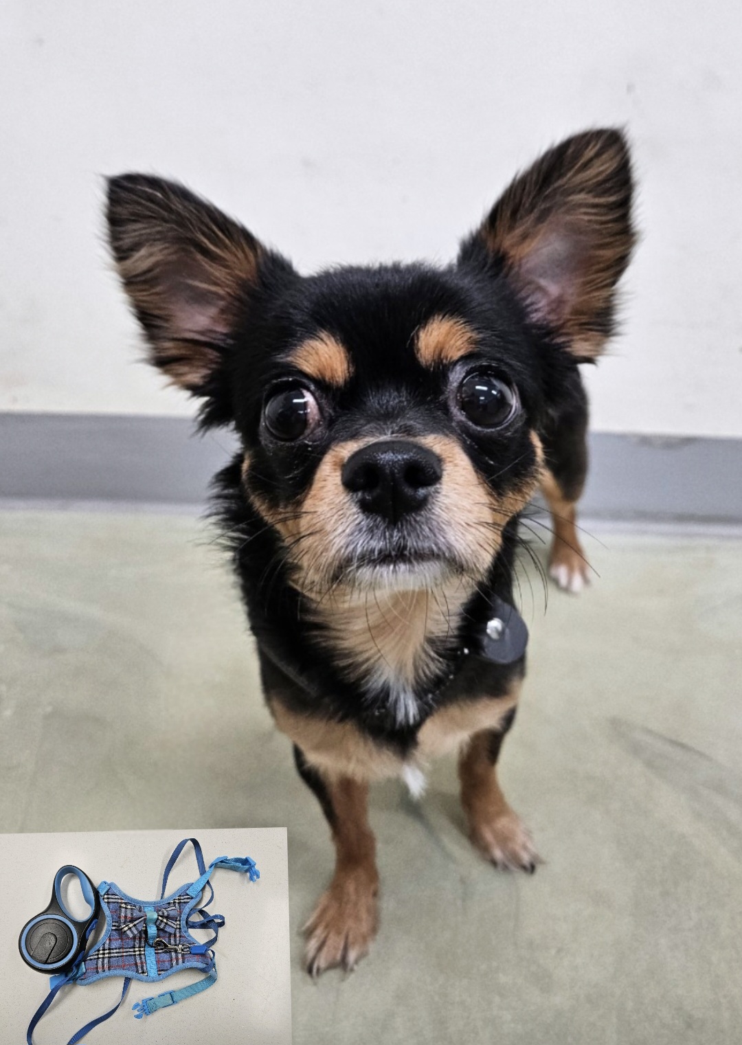 아산동물복지지원센터_444452202502116