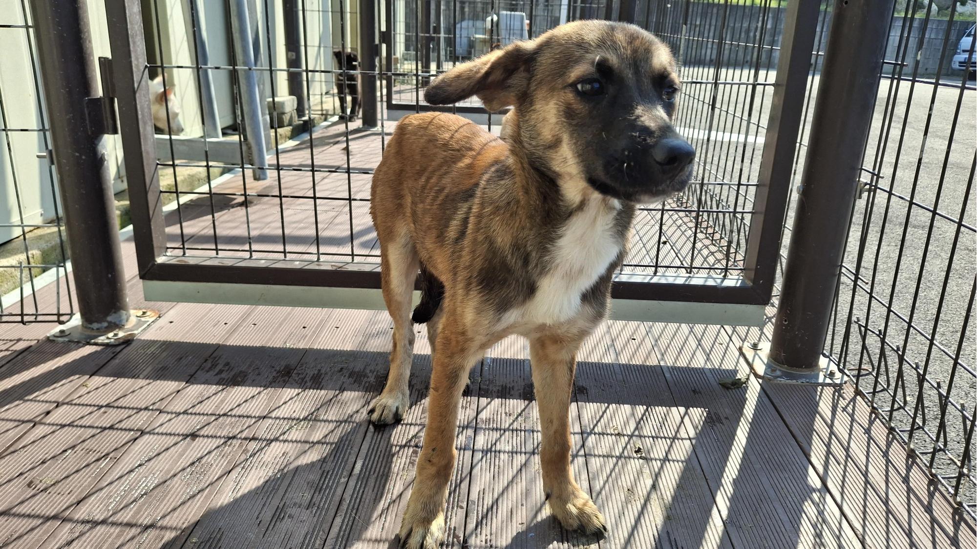 보호중 믹스견의 가…