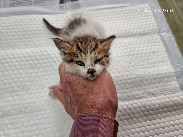 경동동물병원_428350202500190