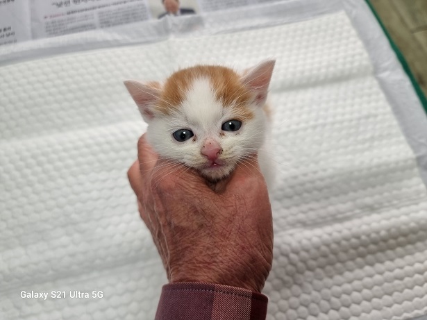 종료(입양) 한국 …