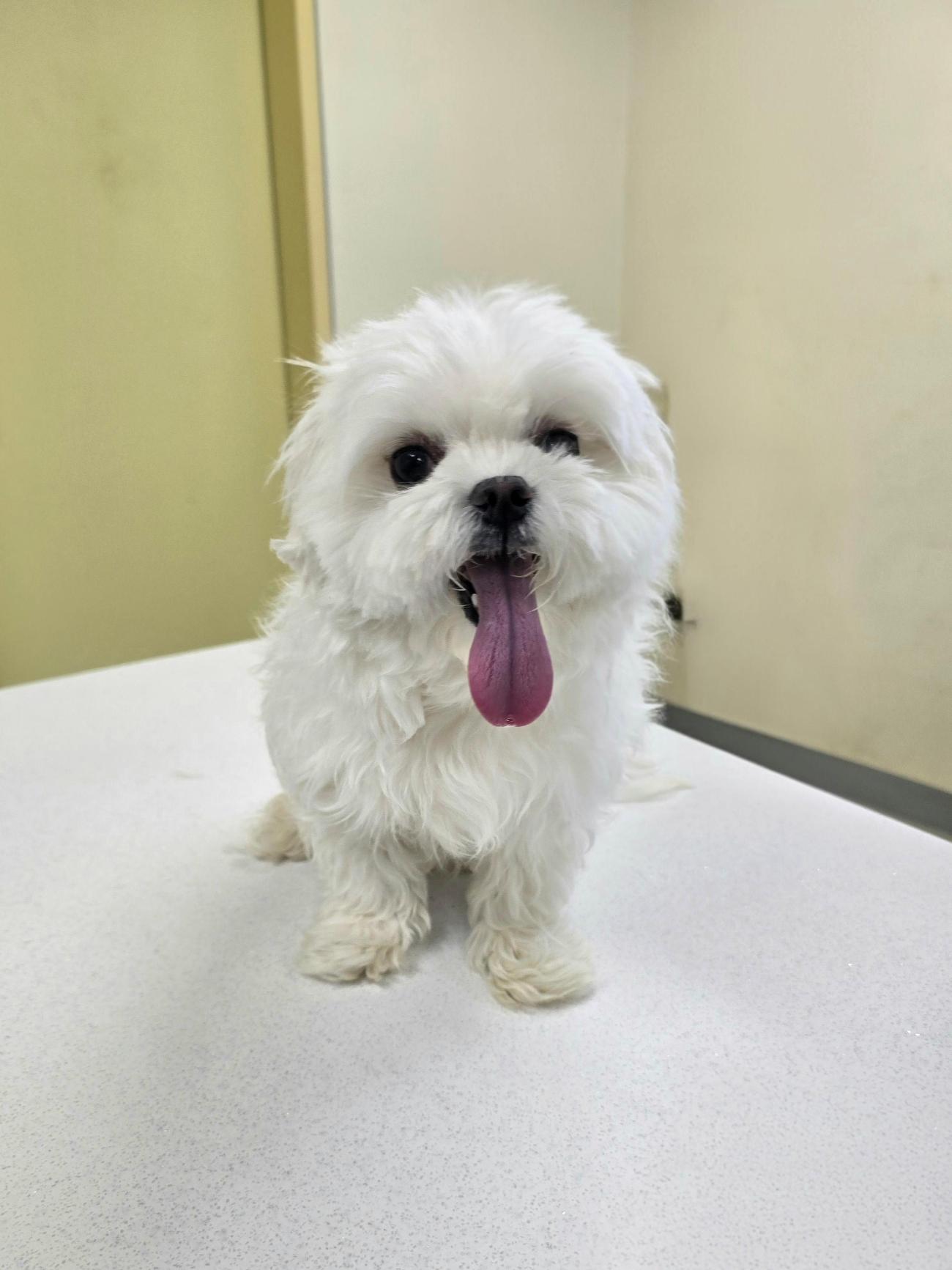 종료(입양) 말티즈…