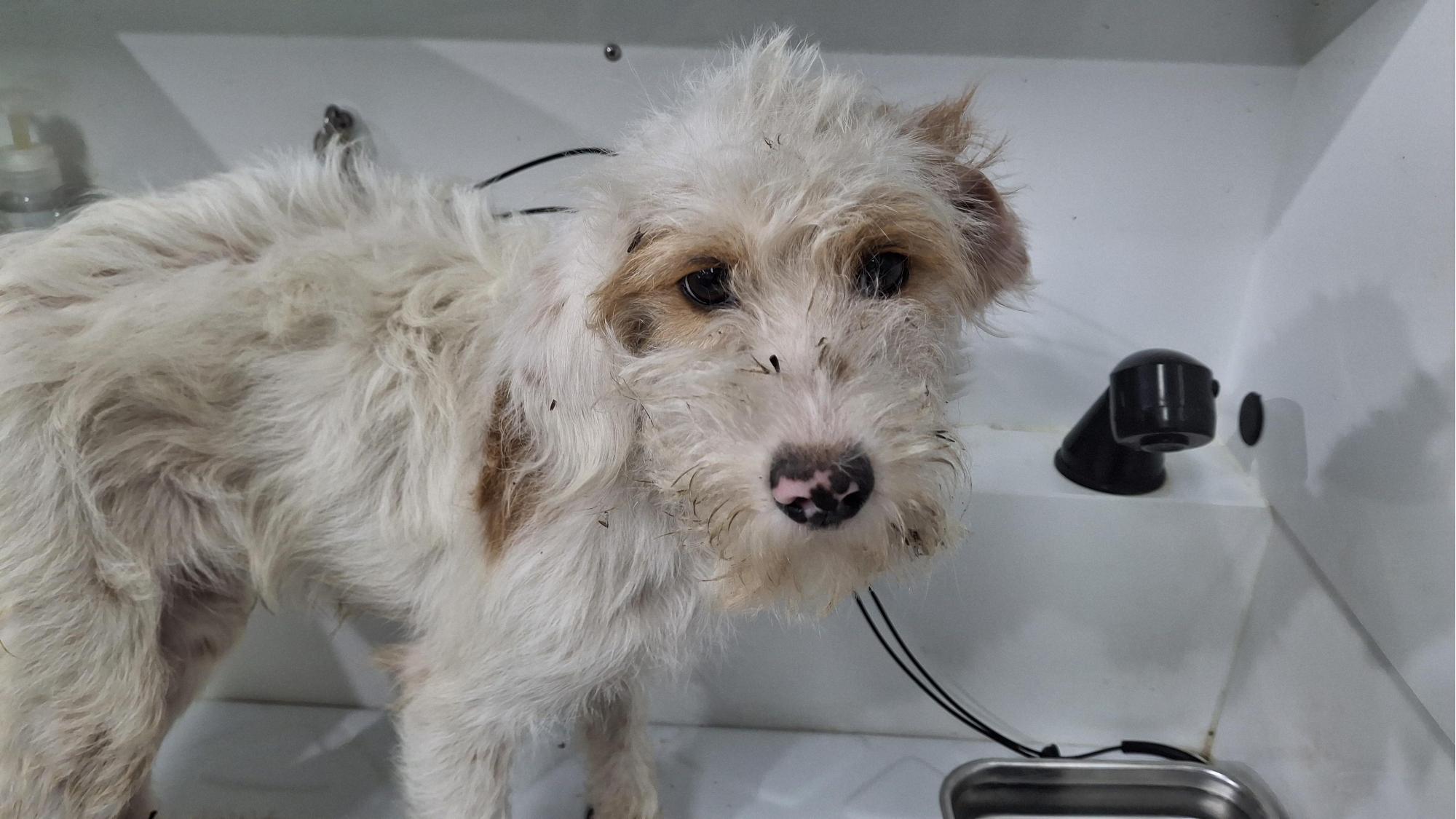 남부여동물보호소_444457202500609