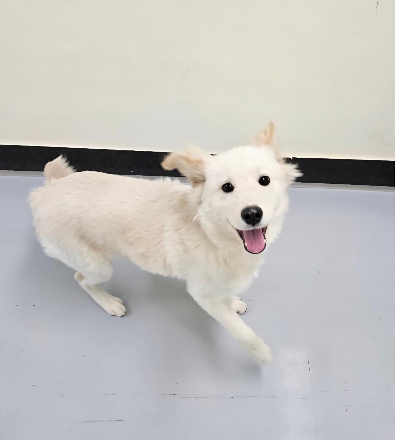 아산동물복지지원센터_444452202502119