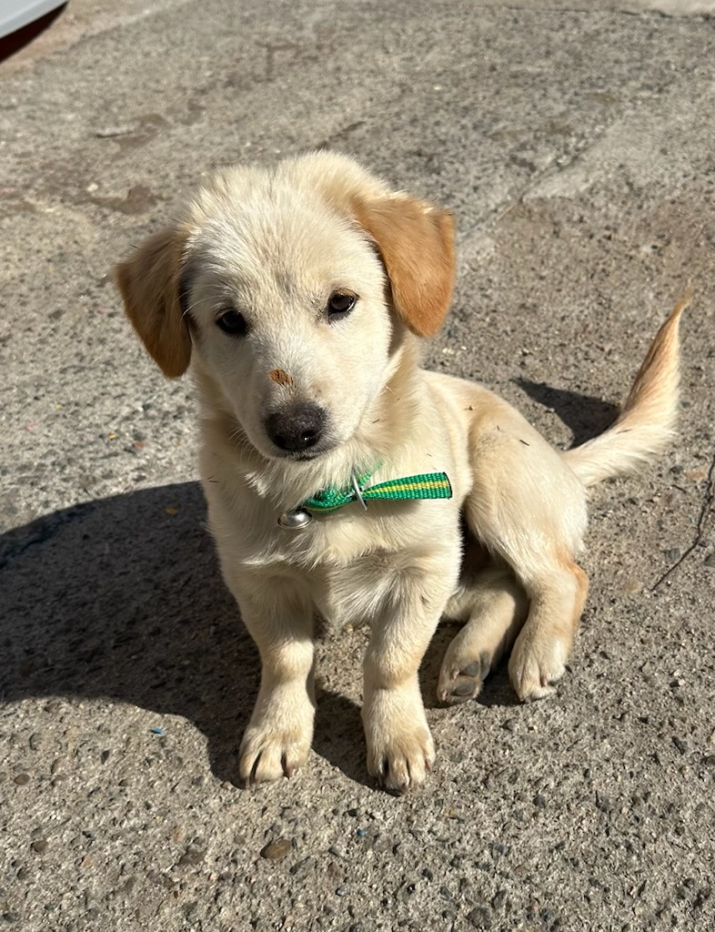 종료(입양) 믹스견…