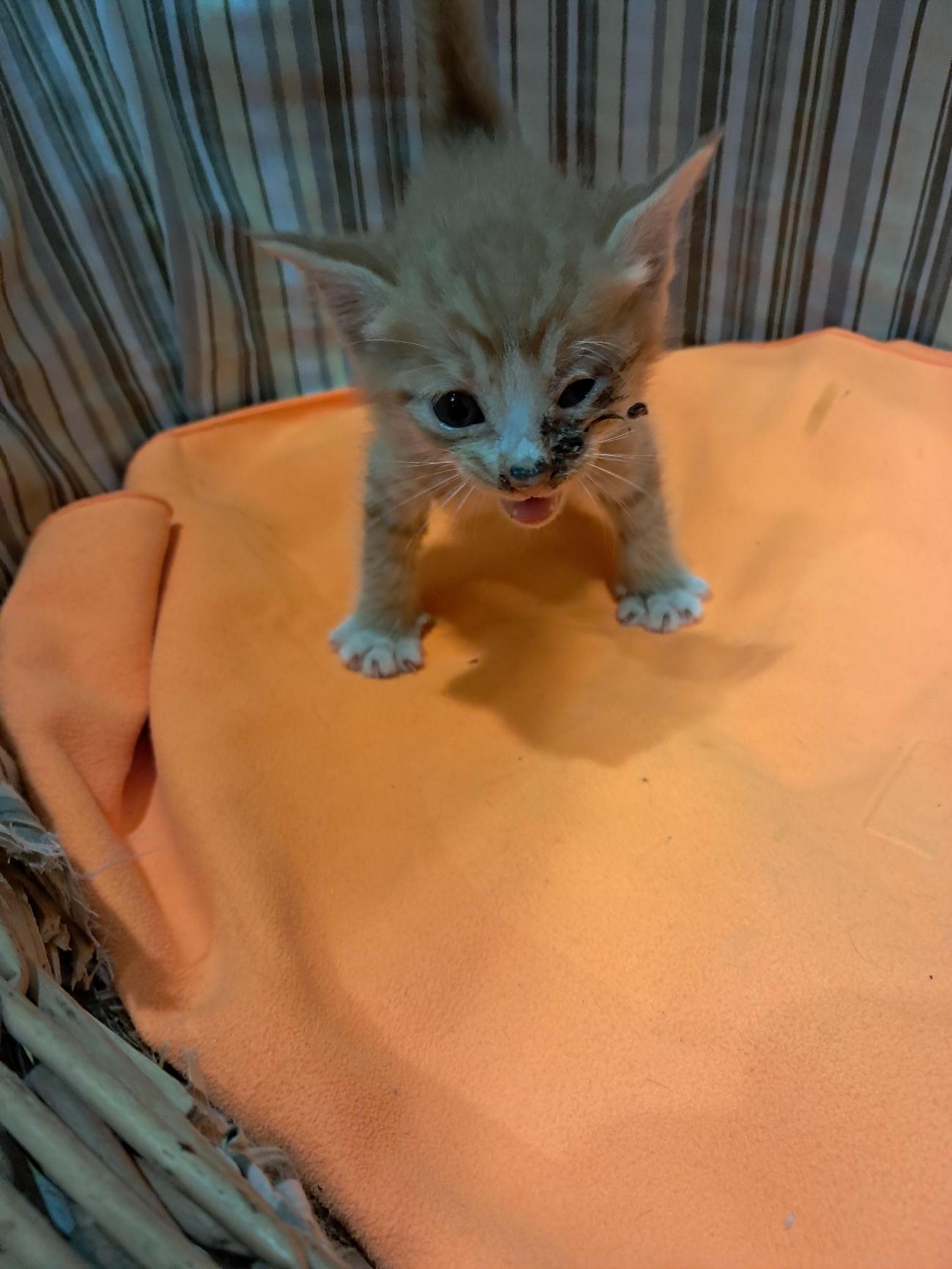 강남동물병원_431370202500820