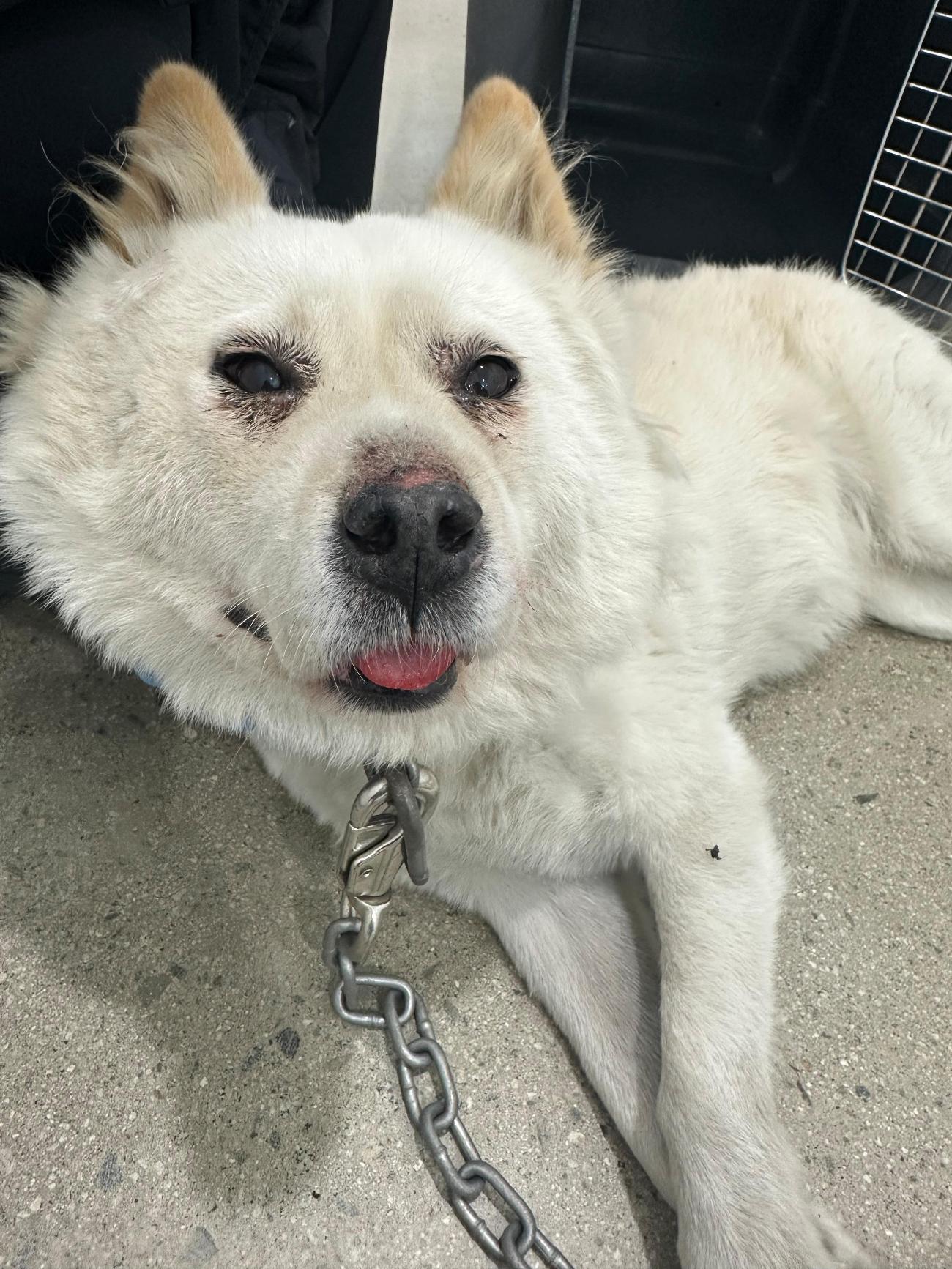 종료(반환) 믹스견…