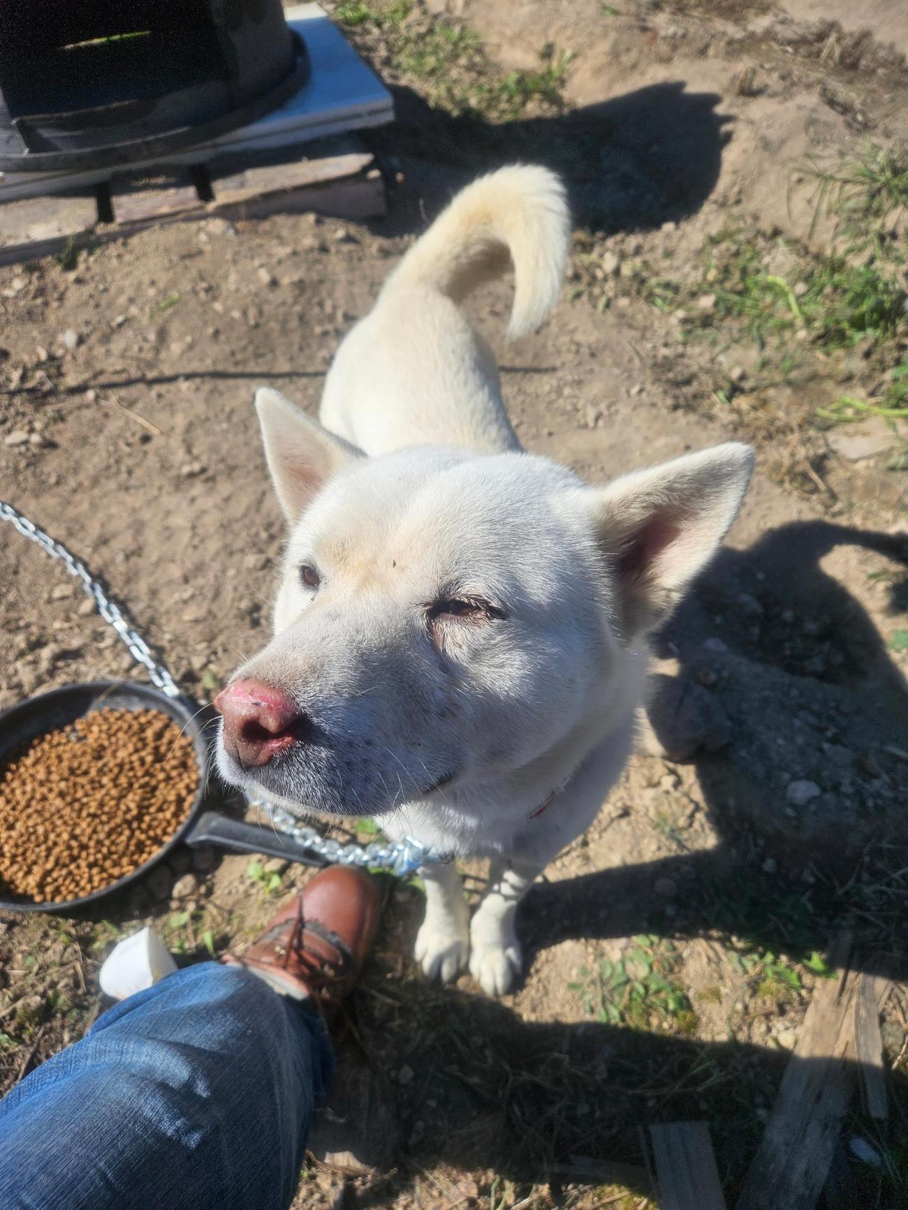 보호중 믹스견의 가…