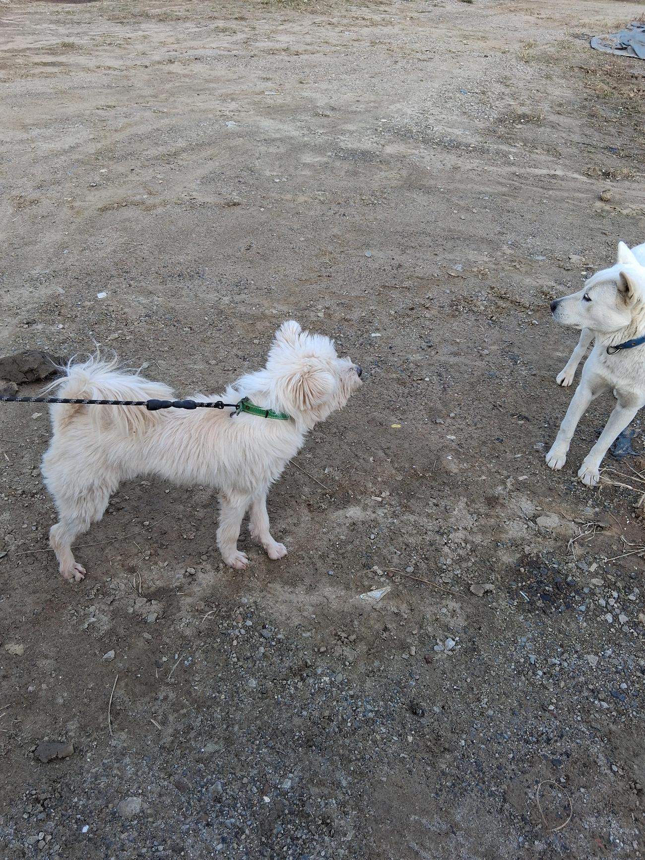 보호중 믹스견의 가…