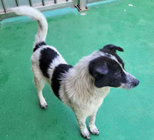 영월군 동물보호센터_442427202500551