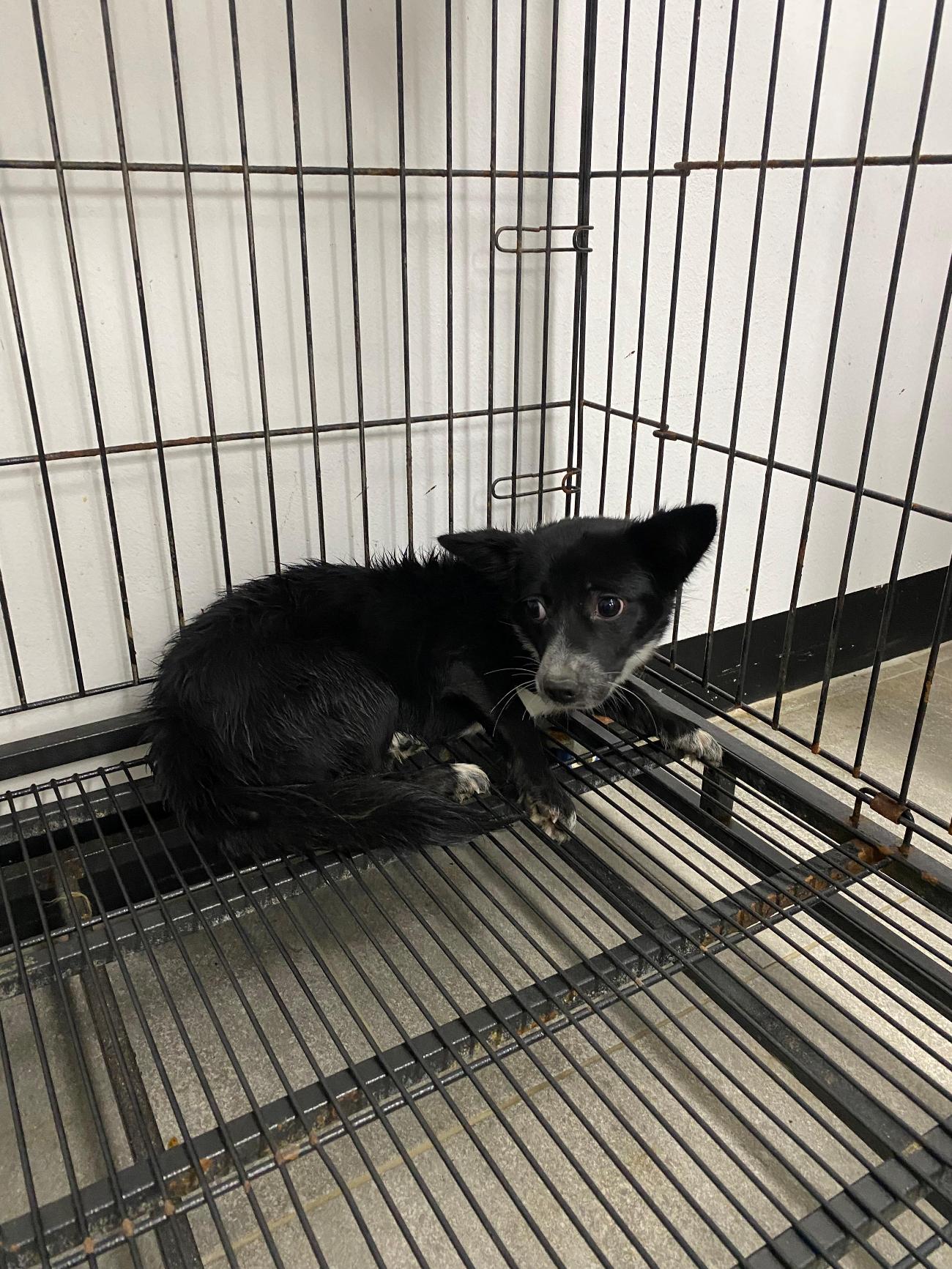 구미시 동물보호센터_447508202501527