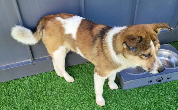 영월군 동물보호센터_442427202500550