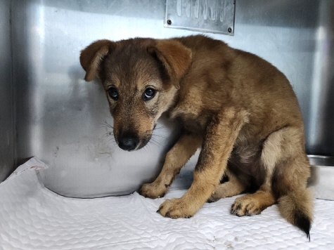 보호중 믹스견의 가…