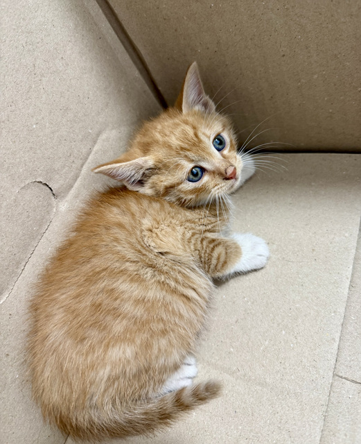 GD동물병원_411324202500598