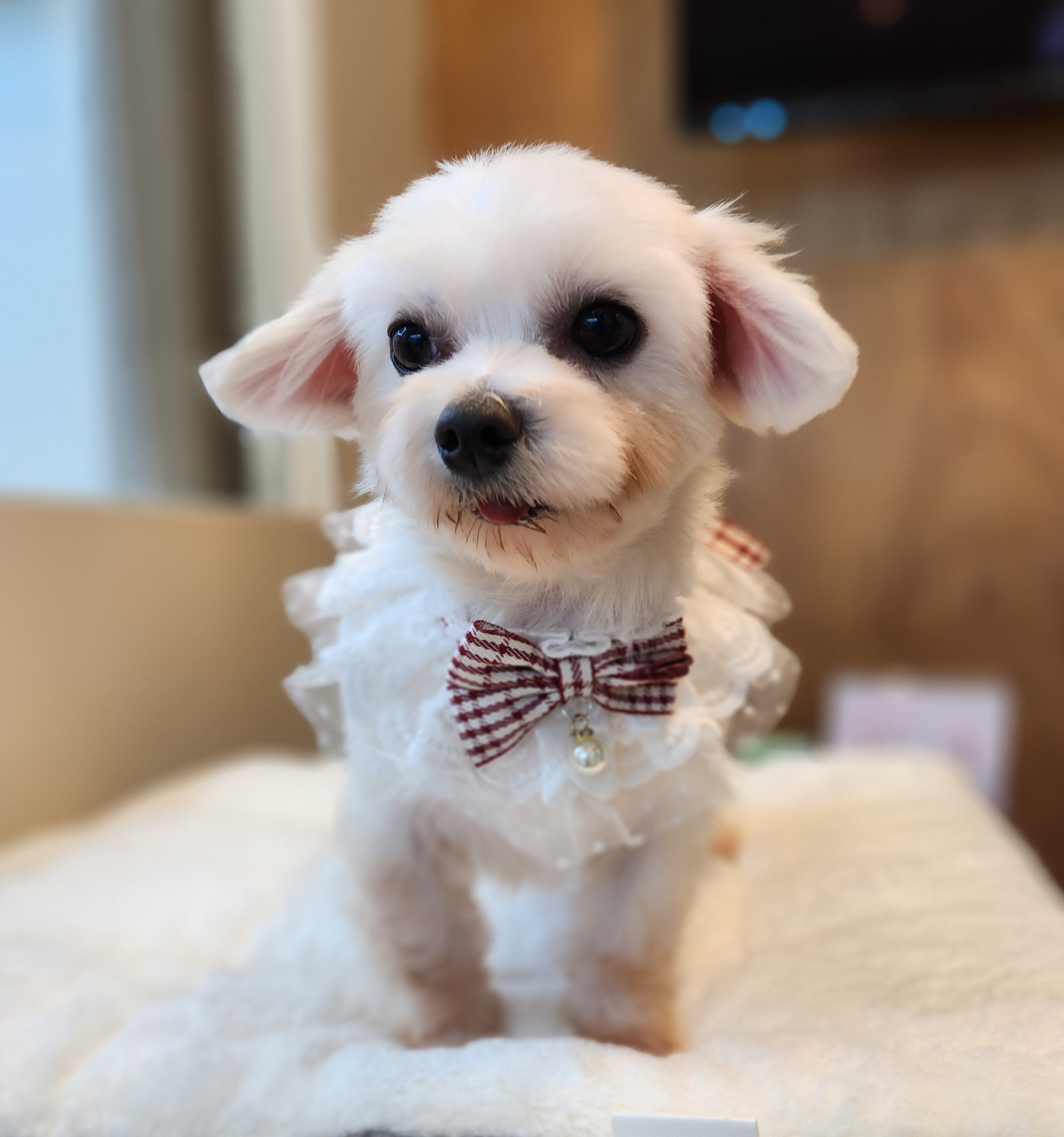 종료(입양) 말티즈…