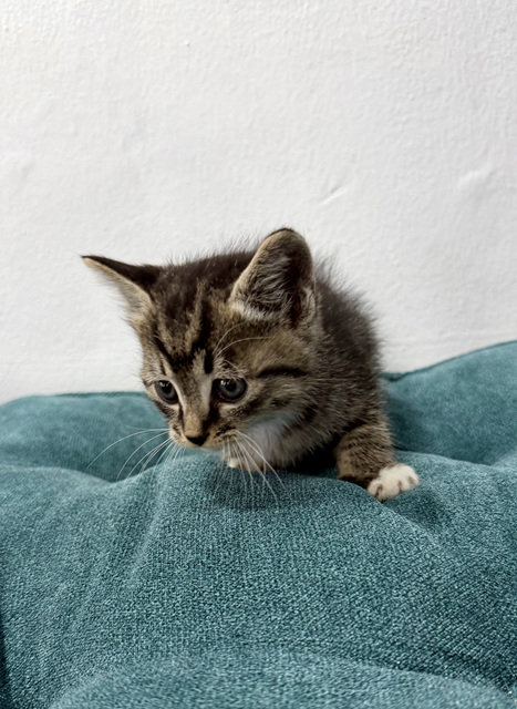보호중 한국 고양이…