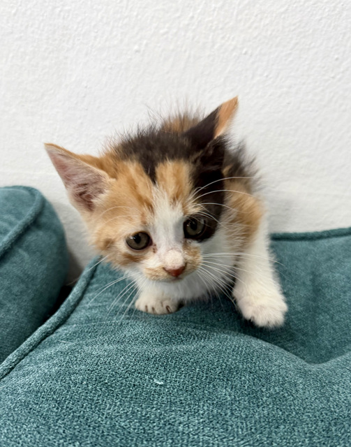 보호중 한국 고양이…