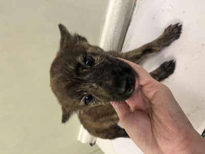 사단법인 동부_426340202500665