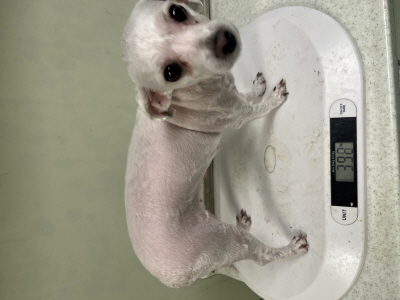 종료(반환) 말티즈…