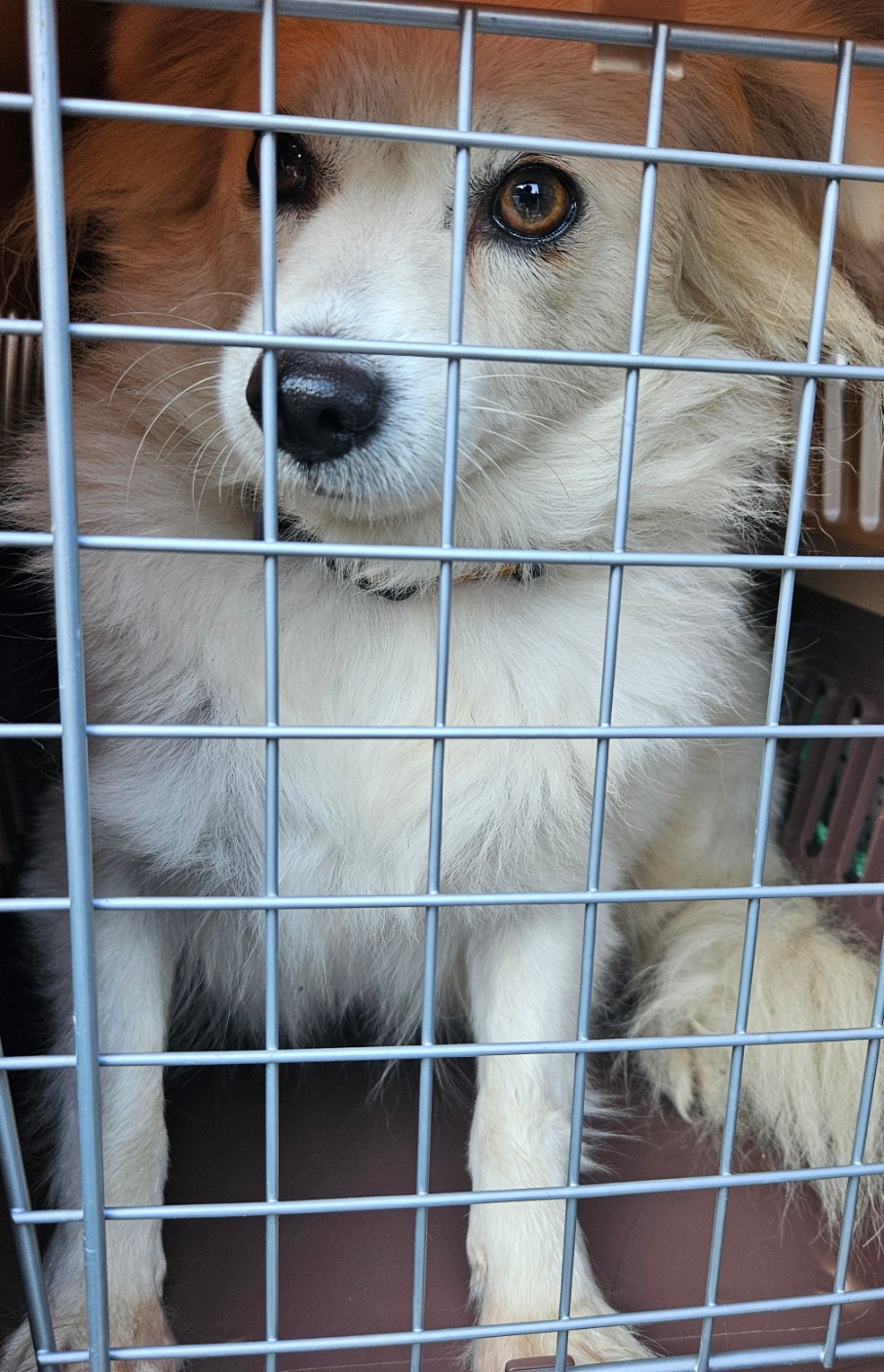 보호중 믹스견의 가…