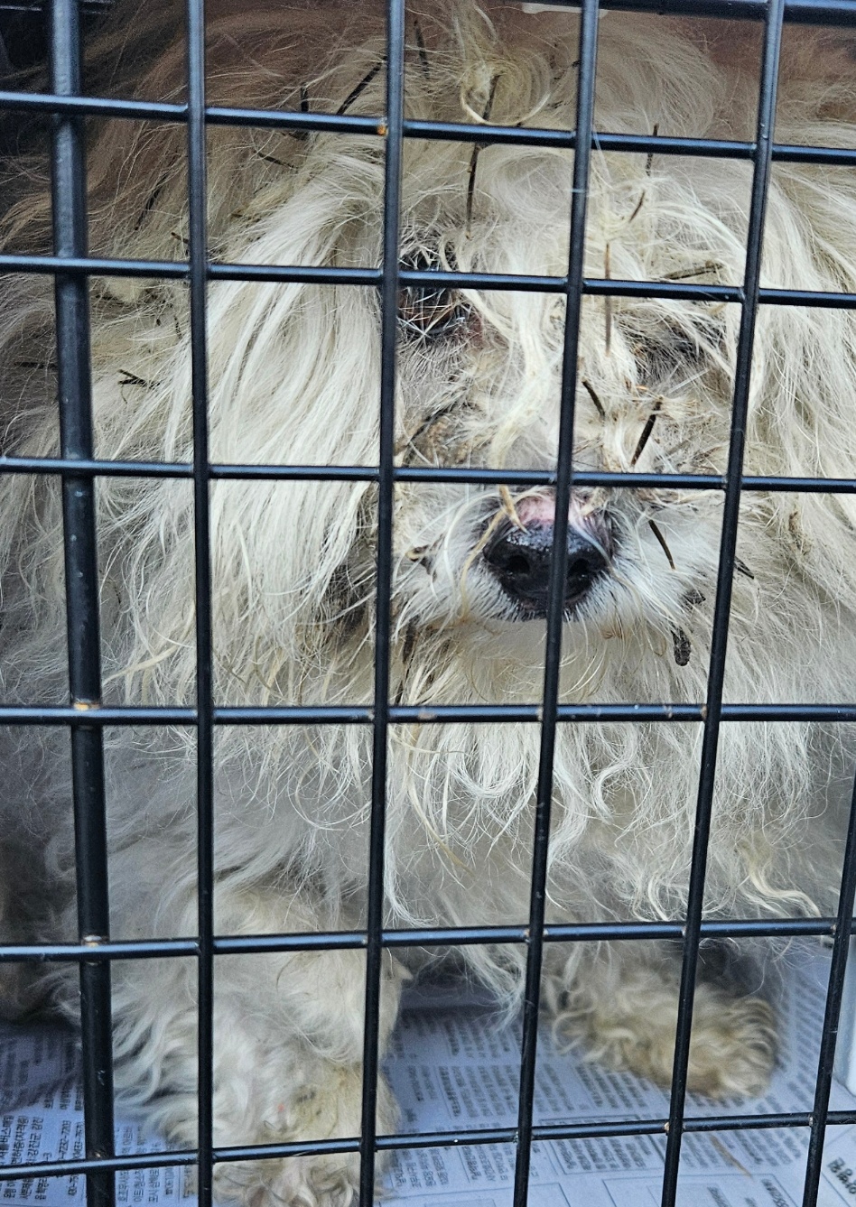 보호중 믹스견의 가…