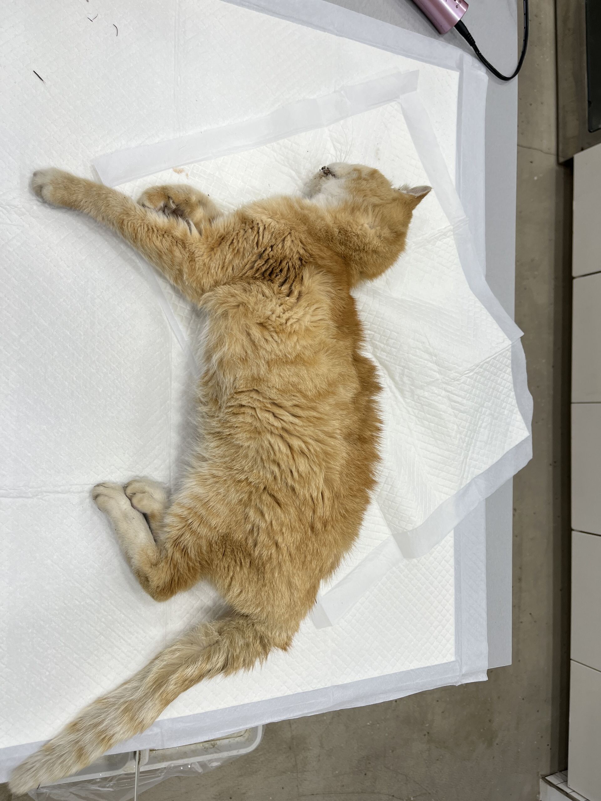 디디동물병원_428357202501477