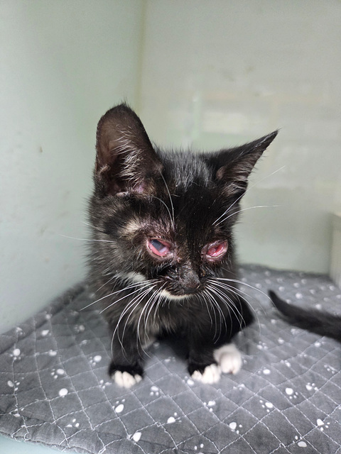 삼산종합동물병원_428354202501103