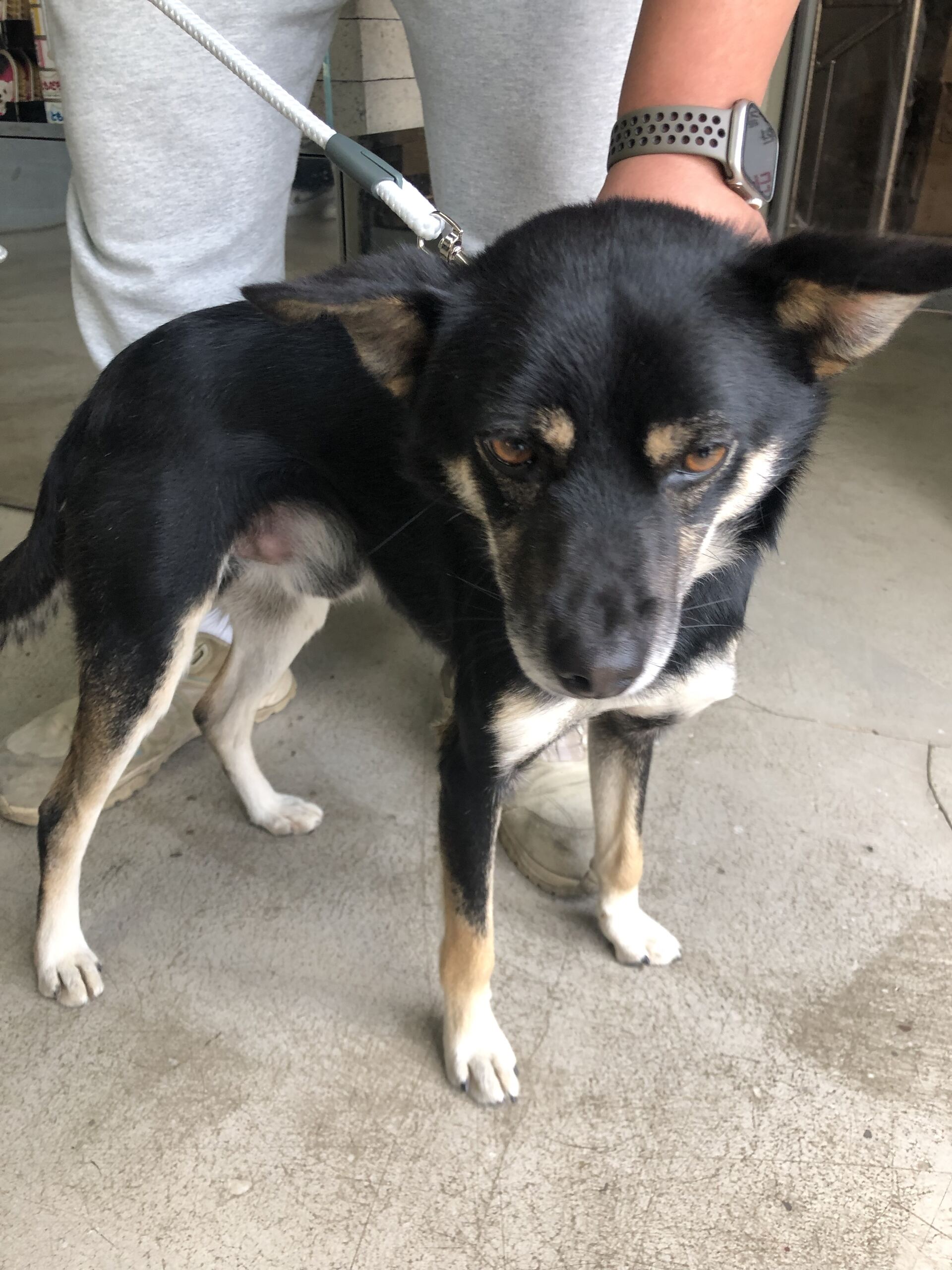 보호중 믹스견의 가…