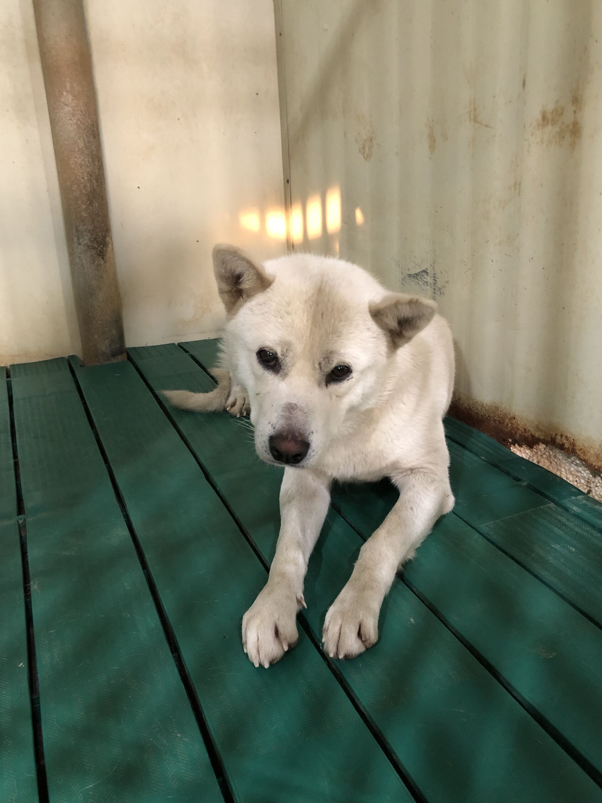 종료(안락사) 믹스…