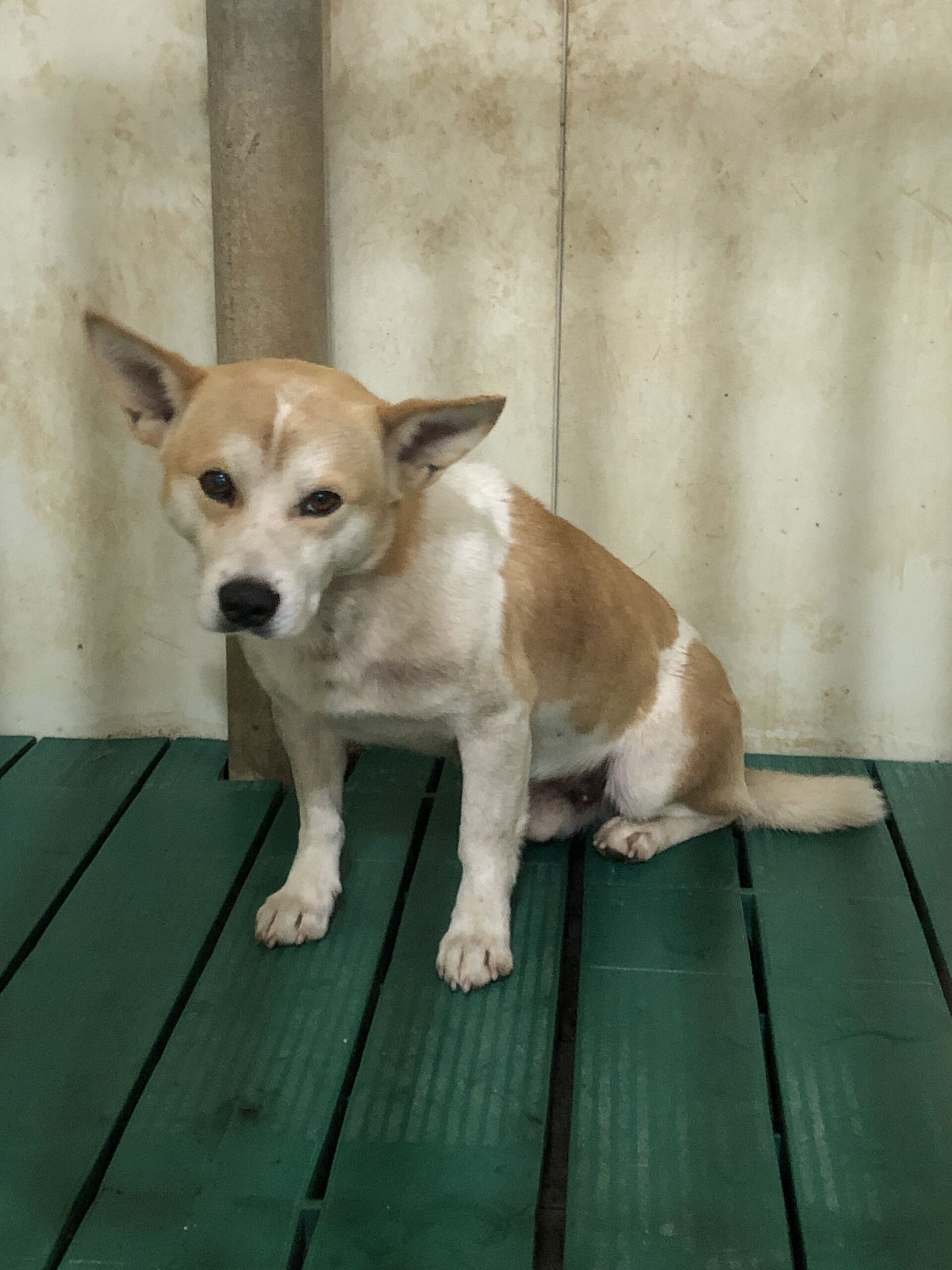 디디동물병원_428357202501475