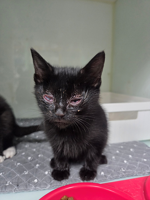 삼산종합동물병원_428354202501102